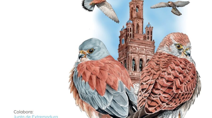 II Festival del Cernícalo Primilla en Llerena para descubrir y conocer al menor de los halcones